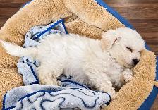 10 week old BICHON FRISE   Asking $800 - Photo 2