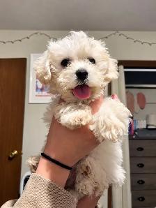 10 week old BICHON FRISE   Asking $800 - Photo 3