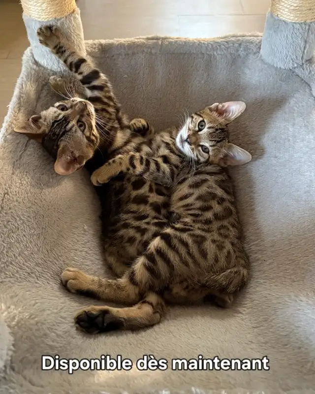 Bengal