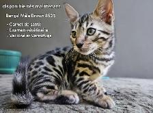 Bengal - Photo 2