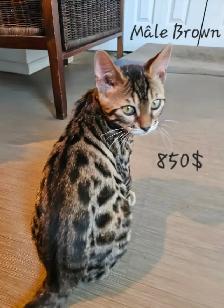 Bengal - Photo 3
