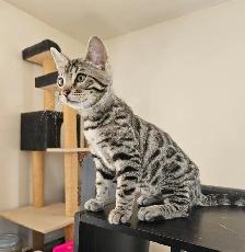 Bengal - Photo 4