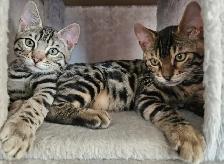 Bengal - Photo 5
