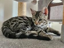 Bengal - Photo 6