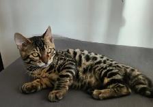 Bengal - Photo 7