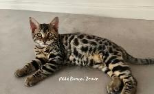 Bengal - Photo 8