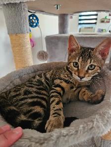 Bengal - Photo 9
