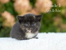 Kittens for Sale! 3 Reservations Available!