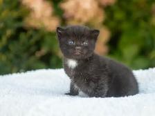 Kittens for Sale! 3 Reservations Available! - Photo 8