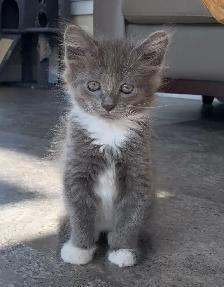 Kittens for Sale / Rehoming