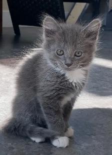 Kittens for Sale / Rehoming - Photo 2