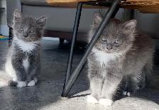Kittens for Sale / Rehoming - Photo 3