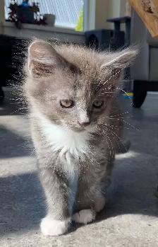 Kittens for Sale / Rehoming - Photo 4