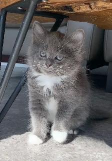 Kittens for Sale / Rehoming - Photo 5