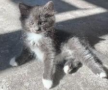 Kittens for Sale / Rehoming - Photo 6