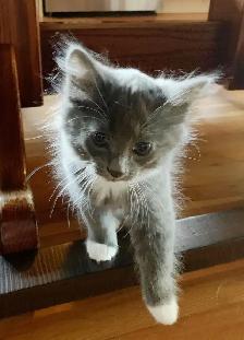 Kittens for Sale / Rehoming - Photo 7