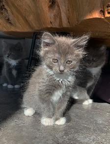 Kittens for Sale / Rehoming - Photo 8
