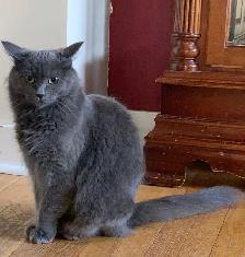 Kittens for Sale / Rehoming - Photo 9