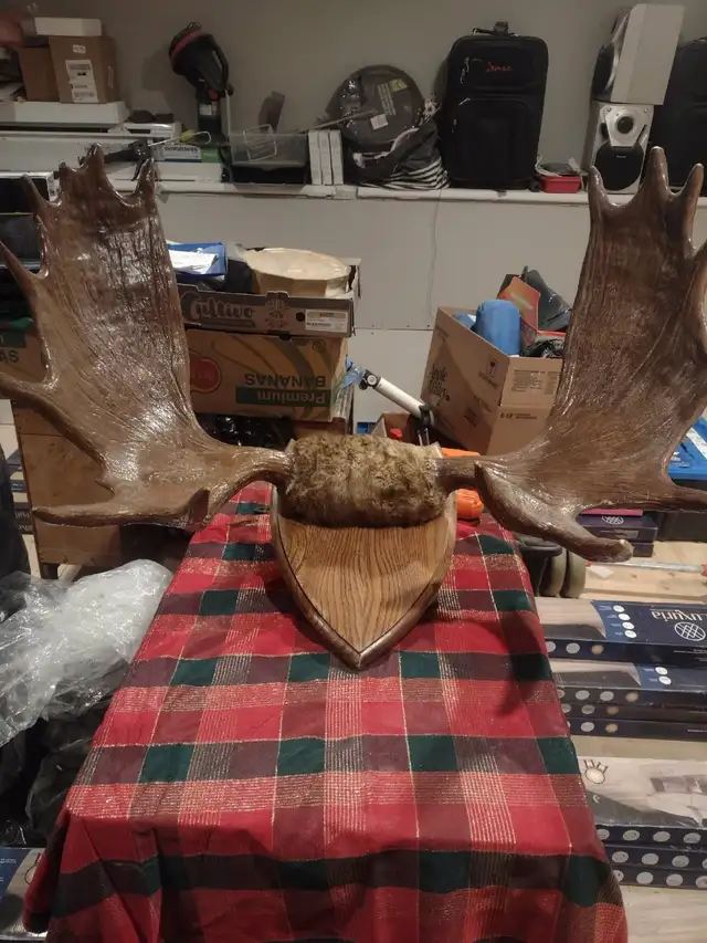 Trophy Bull Moose Rack
