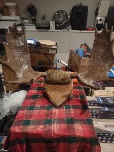 Trophy Bull Moose Rack