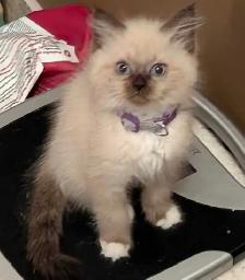 Ragdoll Kittens ❤️