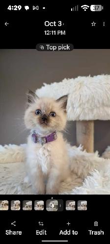 Ragdoll Kittens ❤️ - Photo 2