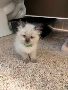 Ragdoll Kittens ❤️ - Photo 3