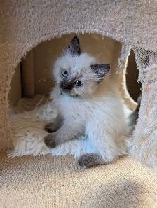 Ragdoll Kittens ❤️ - Photo 4