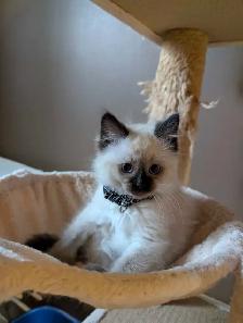 Ragdoll Kittens ❤️ - Photo 5