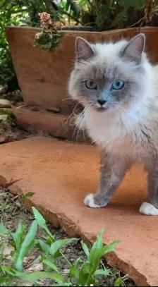 Ragdoll Kittens ❤️ - Photo 6