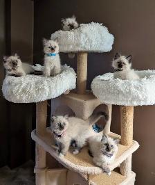 Ragdoll Kittens ❤️ - Photo 8