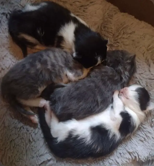 Kittens