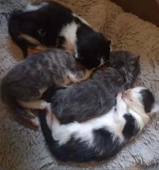Kittens