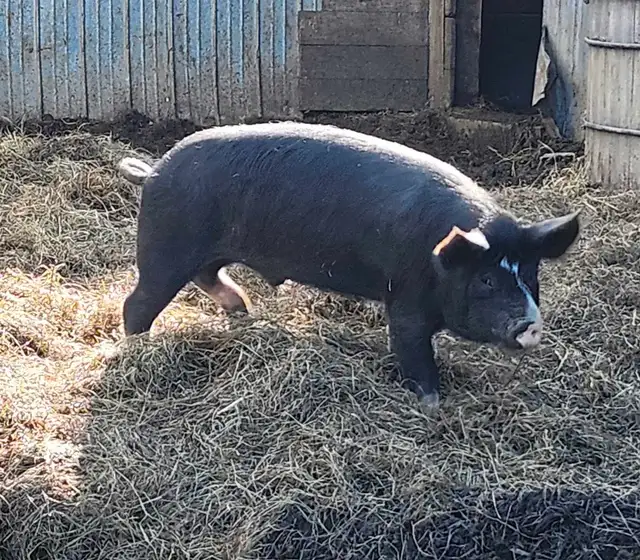 porc d'elevage