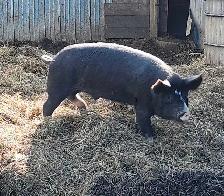 porc d'elevage