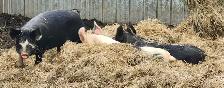 porc d'elevage - Photo 2