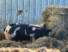 porc d'elevage - Photo 3