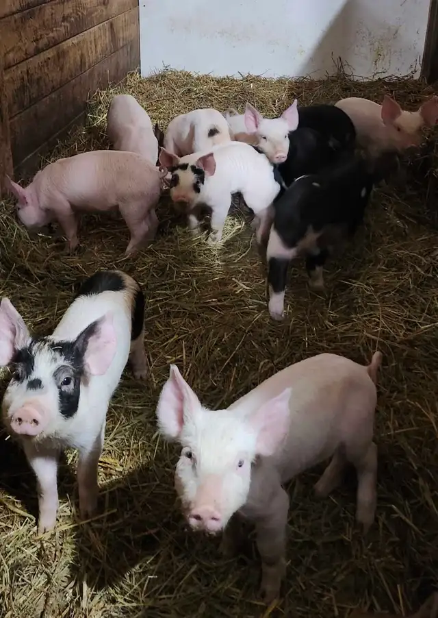 porcelet frais sevré