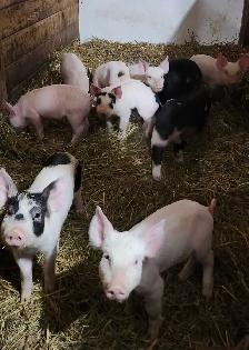 porcelet frais sevré