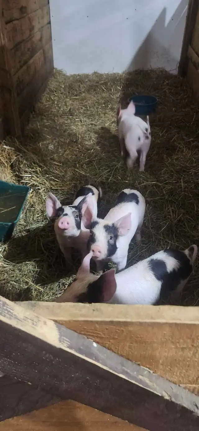 porcelet frais sevré