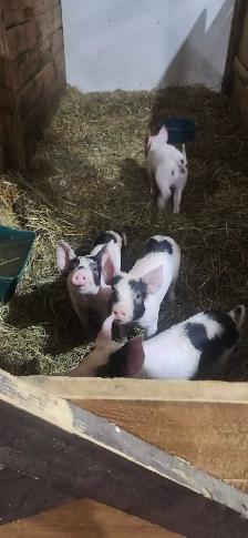 porcelet frais sevré
