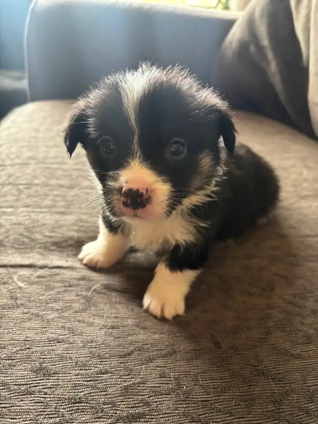 Corgi Puppy