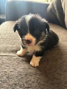 Corgi Puppy