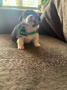Corgi Puppy - Photo 5