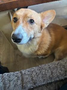 Corgi Puppy - Photo 6