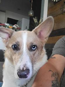 Corgi Puppy - Photo 7