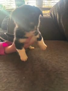 Corgi Puppy - Photo 8