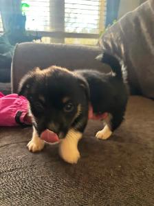 Corgi Puppy - Photo 9