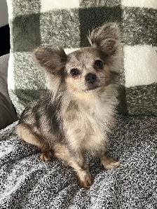 chihuahua femelle merle.