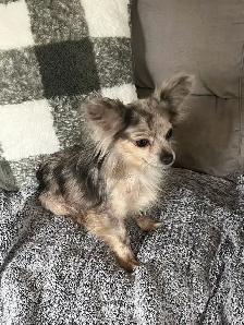 chihuahua femelle merle. - Photo 2